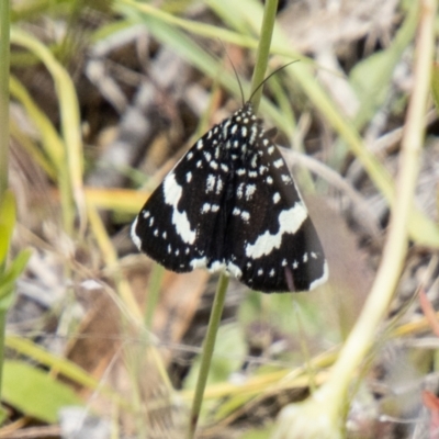 Idalima affinis (A day flying moth) at Tidbinbilla Nature Reserve - 22 Dec 2023 by SWishart