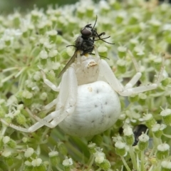 Thomisus spectabilis (Spectacular Crab Spider) at Charleys Forest, NSW - 26 Dec 2023 by arjay