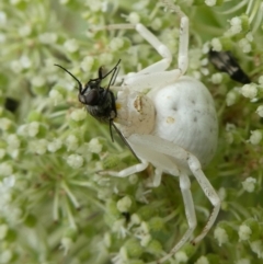 Thomisus spectabilis at QPRC LGA - 26 Dec 2023