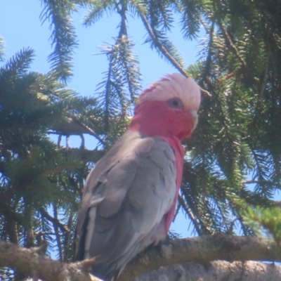 Eolophus roseicapilla (Galah) at Braidwood, NSW - 27 Dec 2023 by MatthewFrawley