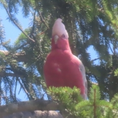 Eolophus roseicapilla at QPRC LGA - 27 Dec 2023