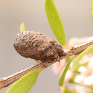 Cryptocephalinae (sub-family) at O'Connor, ACT - 24 Dec 2023 02:58 PM