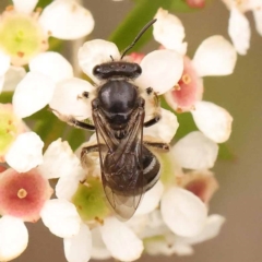 Lasioglossum (Chilalictus) sp. (genus & subgenus) (Halictid bee) at O'Connor, ACT - 24 Dec 2023 by ConBoekel