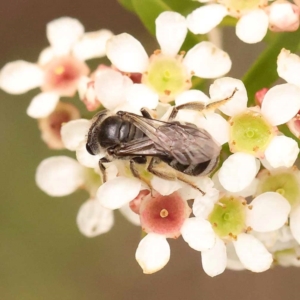 Lasioglossum (Chilalictus) sp. (genus & subgenus) at O'Connor, ACT - 24 Dec 2023