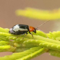 Adoxia benallae (Leaf beetle) at Dryandra St Woodland - 24 Dec 2023 by ConBoekel