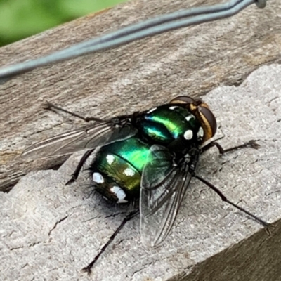 Rutilia (Ameniamima) argentifera (A Bristle fly) at Narrabundah, ACT - 27 Dec 2023 by Ingrida