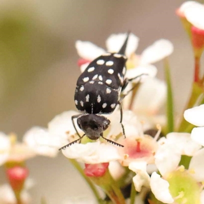 Mordella dumbrelli (Dumbrell's Pintail Beetle) at O'Connor, ACT - 24 Dec 2023 by ConBoekel