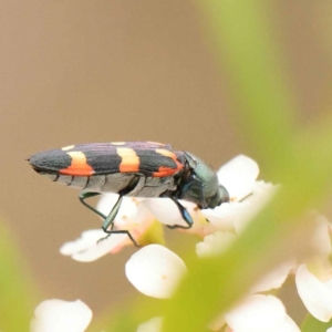 Castiarina sexplagiata at Dryandra St Woodland - 24 Dec 2023