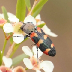 Castiarina sexplagiata at Dryandra St Woodland - 24 Dec 2023