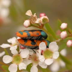 Castiarina scalaris (Scalaris jewel beetle) at Dryandra St Woodland - 24 Dec 2023 by ConBoekel