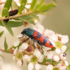 Castiarina crenata (Jewel beetle) at Dryandra St Woodland - 24 Dec 2023 by ConBoekel