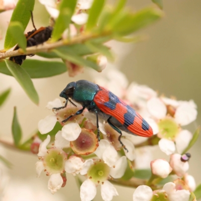 Castiarina crenata (Jewel beetle) at Dryandra St Woodland - 24 Dec 2023 by ConBoekel