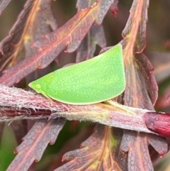Siphanta acuta (Green planthopper, Torpedo bug) at Jerrabomberra, NSW - 27 Dec 2023 by SteveBorkowskis