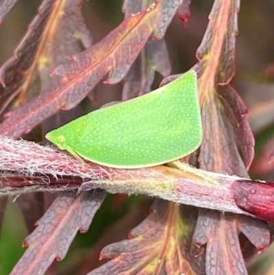 Siphanta acuta (Green planthopper, Torpedo bug) at Jerrabomberra, NSW - 27 Dec 2023 by SteveBorkowskis