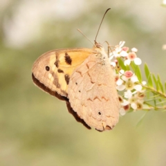 Heteronympha merope (Common Brown Butterfly) at O'Connor, ACT - 24 Dec 2023 by ConBoekel