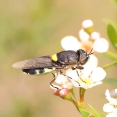 Odontomyia hunteri (Soldier fly) at O'Connor, ACT - 24 Dec 2023 by ConBoekel