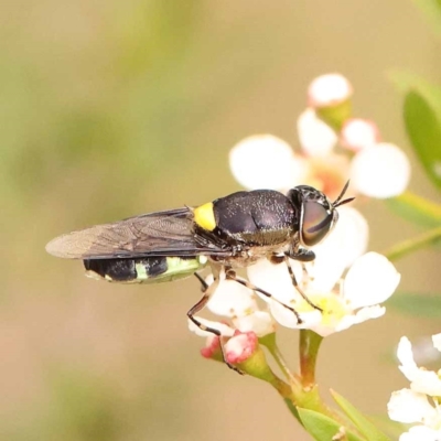 Odontomyia hunteri (Soldier fly) at Dryandra St Woodland - 24 Dec 2023 by ConBoekel