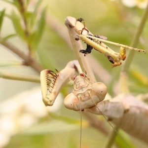 Archimantis sp. (genus) at O'Connor, ACT - 24 Dec 2023 02:33 PM