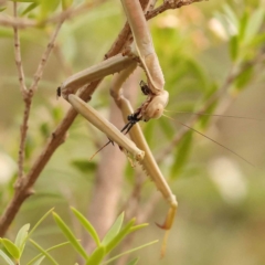 Archimantis sp. (genus) at O'Connor, ACT - 24 Dec 2023