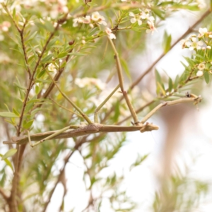 Archimantis sp. (genus) at O'Connor, ACT - 24 Dec 2023