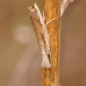 Culladia cuneiferellus at Dryandra St Woodland - 24 Dec 2023 03:15 PM