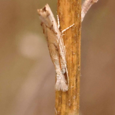 Culladia cuneiferellus (Crambinae moth) at O'Connor, ACT - 24 Dec 2023 by ConBoekel