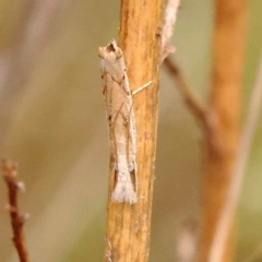 Culladia cuneiferellus at Dryandra St Woodland - 24 Dec 2023 03:15 PM