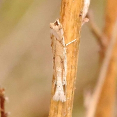 Culladia cuneiferellus at Dryandra St Woodland - 24 Dec 2023 03:15 PM