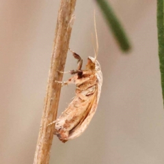 Tortricopsis pyroptis at Dryandra St Woodland - 24 Dec 2023