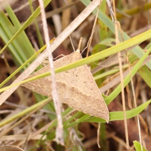 Epidesmia hypenaria at Dryandra St Woodland - 24 Dec 2023