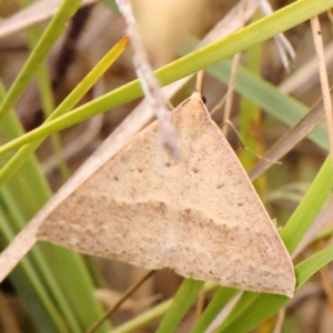 Epidesmia hypenaria at Dryandra St Woodland - 24 Dec 2023