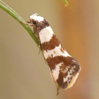 Isomoralla eriscota (Philobota Group) at O'Connor, ACT - 24 Dec 2023 by ConBoekel