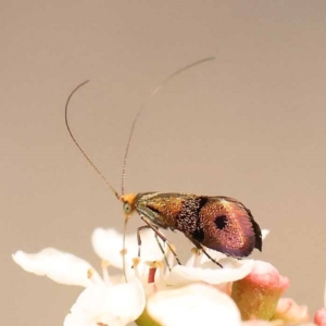 Nemophora (genus) at Dryandra St Woodland - 24 Dec 2023 02:50 PM