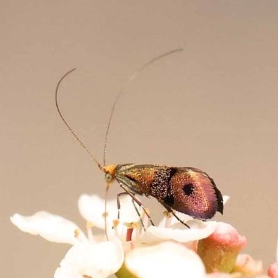 Nemophora (genus) (A Fairy Moth) at Dryandra St Woodland - 24 Dec 2023 by ConBoekel