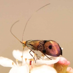 Nemophora (genus) at Dryandra St Woodland - 24 Dec 2023