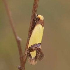 Edosa fraudulens (Tineidae) at O'Connor, ACT - 24 Dec 2023 by ConBoekel