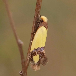 Edosa fraudulens at Dryandra St Woodland - 24 Dec 2023 03:07 PM