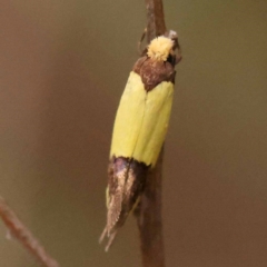 Edosa fraudulens at Dryandra St Woodland - 24 Dec 2023 03:07 PM