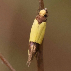 Edosa fraudulens at Dryandra St Woodland - 24 Dec 2023