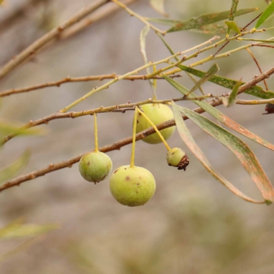 Acacia floribunda (White Sally Wattle, Gossamer Wattle) at O'Connor, ACT - 24 Dec 2023 by ConBoekel