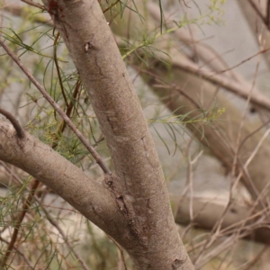 Acacia floribunda at O'Connor, ACT - 24 Dec 2023
