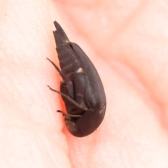 Mordellidae (family) (Unidentified pintail or tumbling flower beetle) at O'Connor, ACT - 24 Dec 2023 by ConBoekel