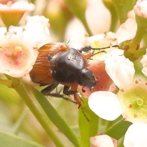 Phyllotocus navicularis at Dryandra St Woodland - 24 Dec 2023