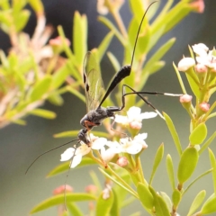 Gasteruption sp. (genus) (Gasteruptiid wasp) at Dryandra St Woodland - 24 Dec 2023 by ConBoekel