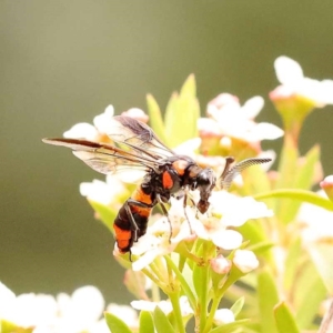 Pterygophorus cinctus at Dryandra St Woodland - 24 Dec 2023