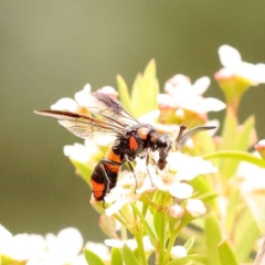 Pterygophorus cinctus (Bottlebrush sawfly) at Dryandra St Woodland - 24 Dec 2023 by ConBoekel