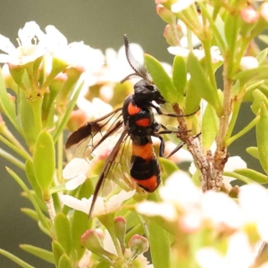 Pterygophorus cinctus at Dryandra St Woodland - 24 Dec 2023