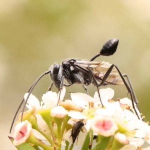 Evaniidae (family) at Dryandra St Woodland - 24 Dec 2023 02:35 PM