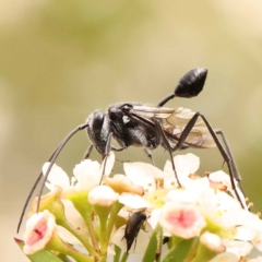 Evaniidae (family) (Hatchet wasp) at O'Connor, ACT - 24 Dec 2023 by ConBoekel