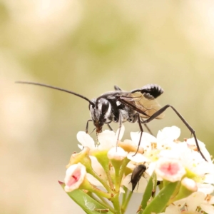 Evaniidae (family) at Dryandra St Woodland - 24 Dec 2023 02:35 PM